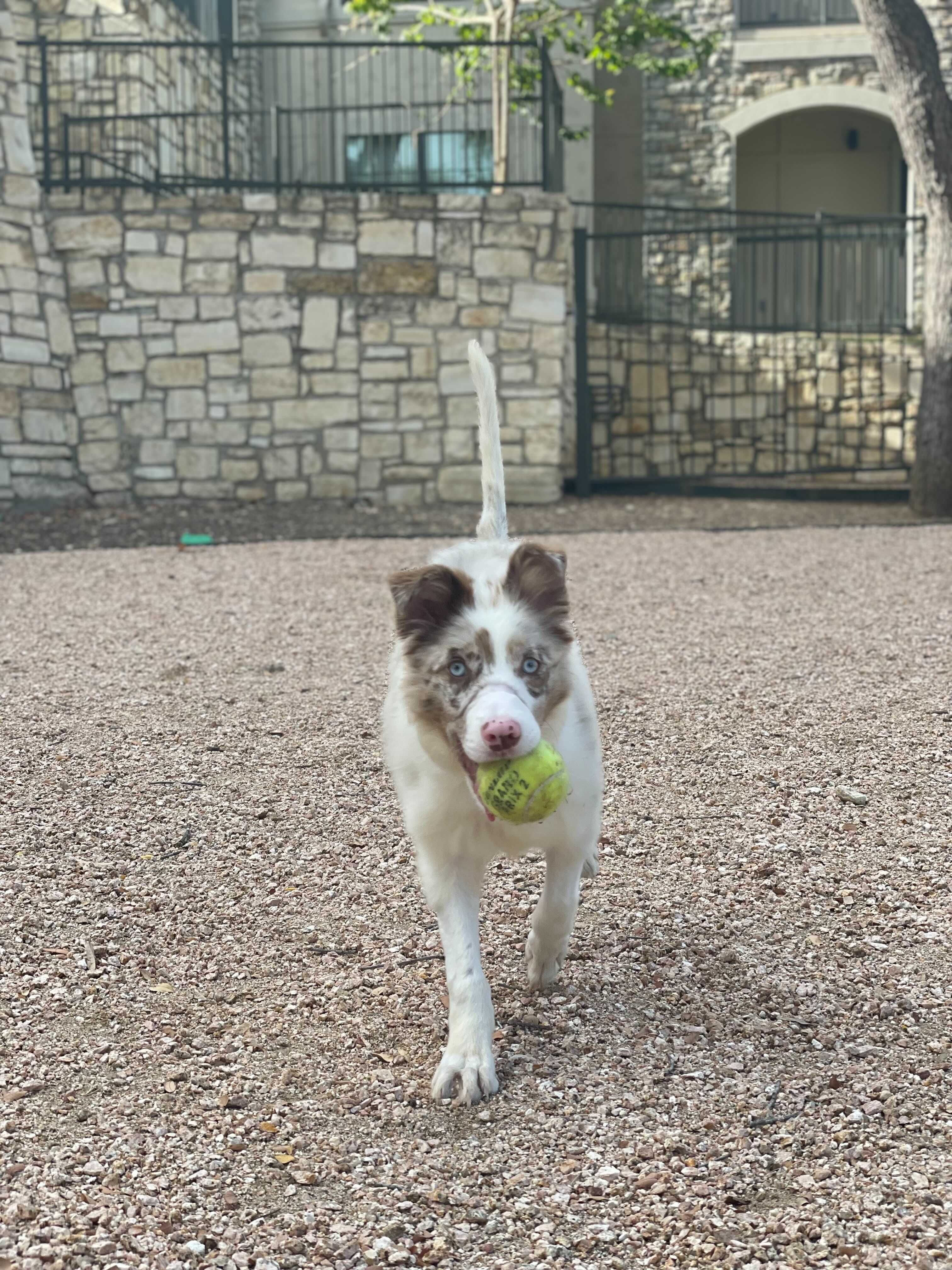 Bonnie the Aussie - Thank you! - gallery image